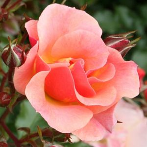 Rosier Java®