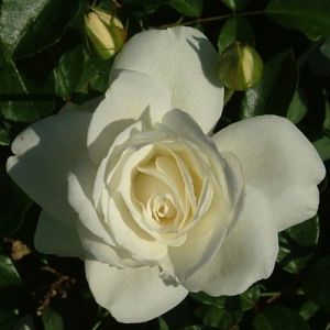 Rosier Iceberg Grimpant