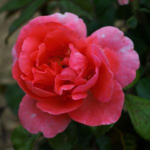Rosier Special Anniversary Grimpant®