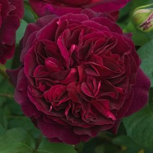 Rosier Munstead Wood®