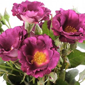 Rosier Princesse Sibilla de Luxembourg®