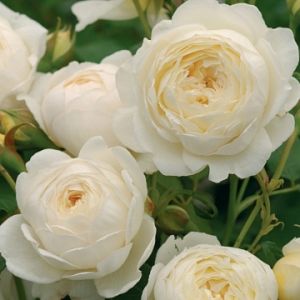 Rosier Claire Austin®