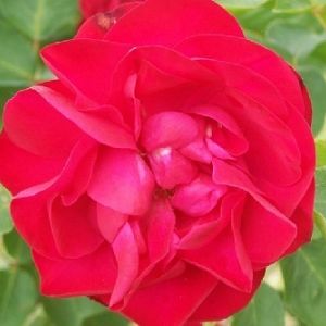 Rosier Cerise Bouquet
