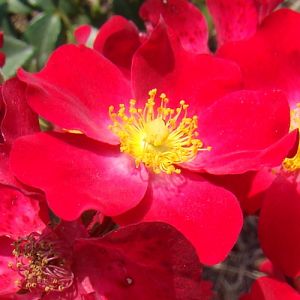 Rosier Poppy Rose®