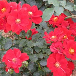 Rosier Xerius®