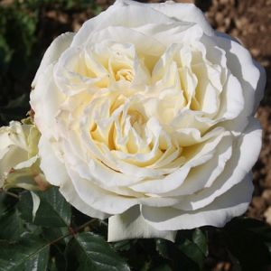 Rosier Irina Bondarenko®