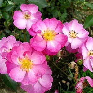 Rosier Lavender Dream®