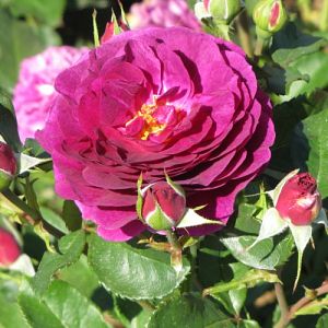 Rosier Purple Eden®