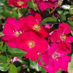 Rosier Pink Flash®