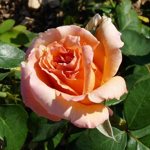 Rosier Over the moon®