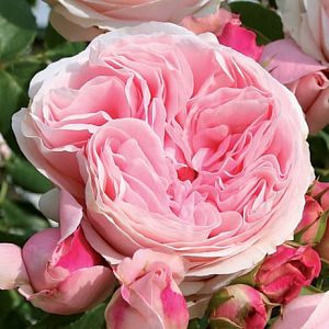 Rosier L'Alhambra®