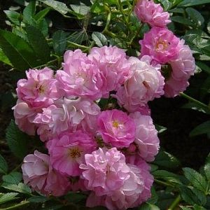 Rosier Pois de Senteur®