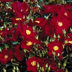 Rosier Vesuvia Grimpant®