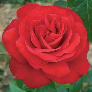 Rosier Corrida®