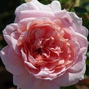 Rosier Colette