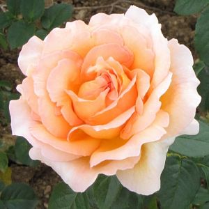 Rosier Polka®