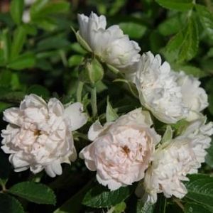 Rosier White Grootendorst