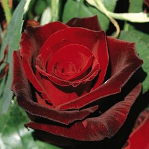 Rosier Grand Château®