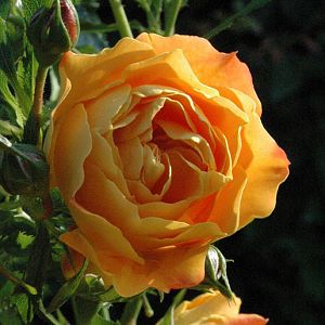 Rosier Xcellence de Frontignan®