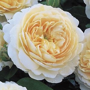 Rosier Emmanuel® (Crocus Rose)