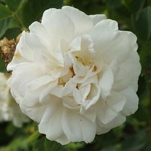 Rosier Rosa alba 'Maxima"