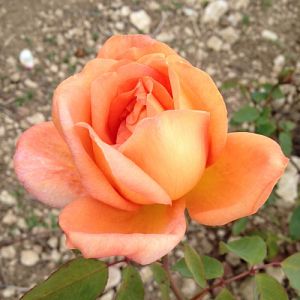 Rosier Beauté