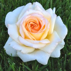 Rosier Anastasia®