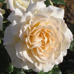 Rosier Sweet Love®