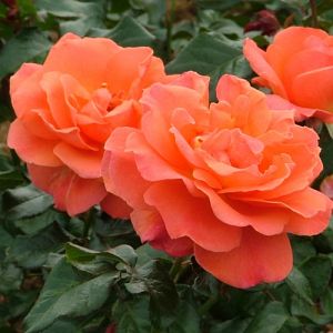 Rosier Francois Mauriac®
