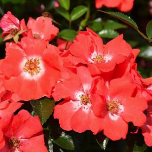 Rosier Isalia®