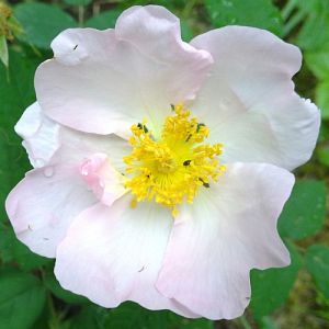 Rosier Rosa sancta