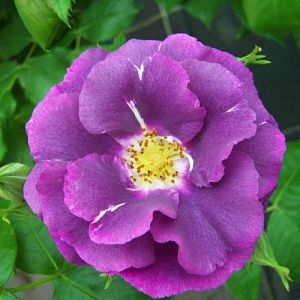 Rosier Rhapsody In Blue®