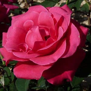 Rosier Crazy Pink Voluptia®