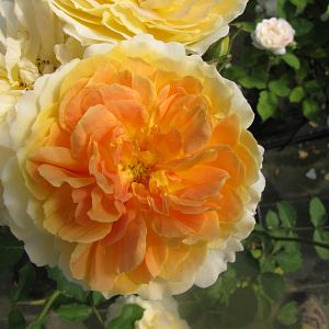 Rosier Molineux®