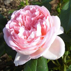 Rosier Bobino®