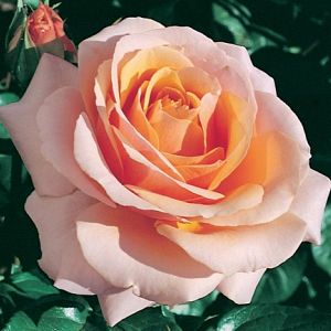 Rosier Chimene®