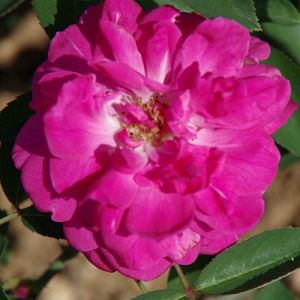 Rosier Arlette (Marquise de Gibot)