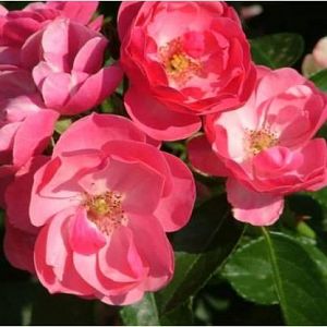 Rosier Angela®