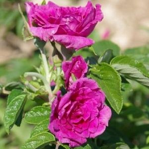 Rosier Roseraie de l'Haÿ