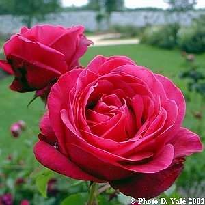 Rosier La Belle Alsacienne®