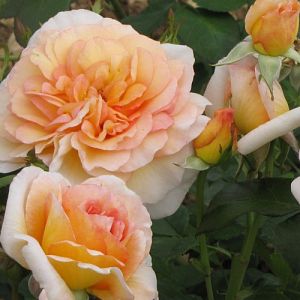 Rosier Cocarde®