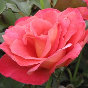 Rosier Belle Epoque Grpt®