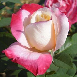 Rosier Parfum tropical®