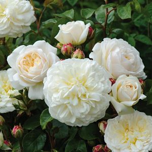 Rosier Tranquillity®