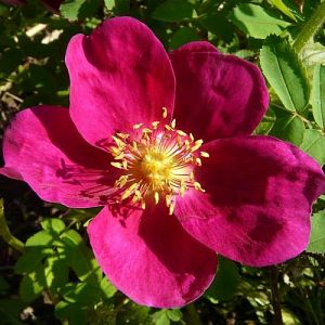 Rosier Rosa Pimpinellifolia Rubra