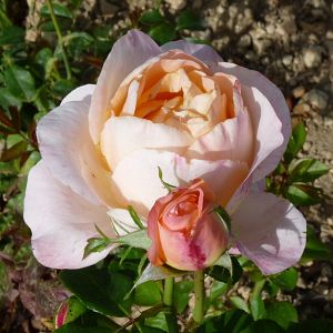 Rosier Isabelle Autissier®