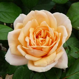 Rosier Anahe®