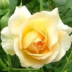 Rosier Buff Beauty