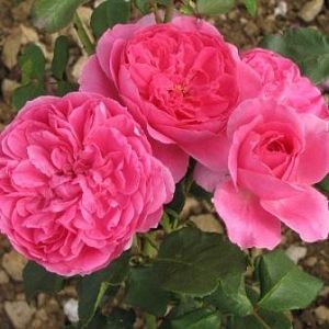 Rosier Pink Cloud
