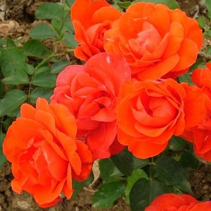 Rosier Plein Soleil®